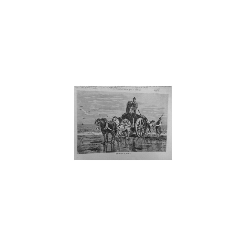 1874 I RECOLTE VARECH CHARETTE CHEVAUX MER FOURCHE