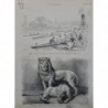 1884 JARDIN PLANTE LION CAGE CROCS COMPAGNON CHIEN BALLON LIONNE 3 JOURNAUX