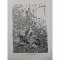 1880 1899 KARL BODMER FAUVETTE NID COQ BRUYERE PERDRIX CHASSE PLAINE 4 JOURNAUX