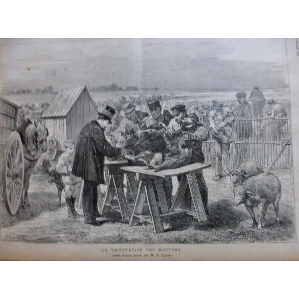 1883 I VACCINATION MOUTONS PASTEUR VACCIN BACILLUS ANTHRACIS