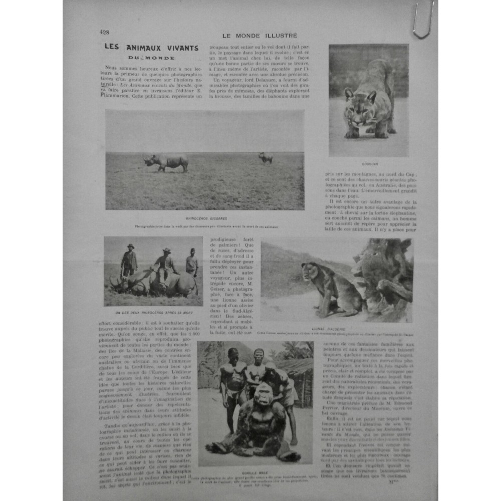 1902 MI PHOTOGRAPHIE INSTANTANEE ANIMAUX SAUVAGE DELANURE COUGAR LION GORILLE