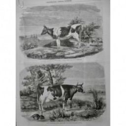 1858 I VERSAILLES CONCOURS BOVINS VACHE BRETONNE RACE PRIMITIVE AMELIOREE