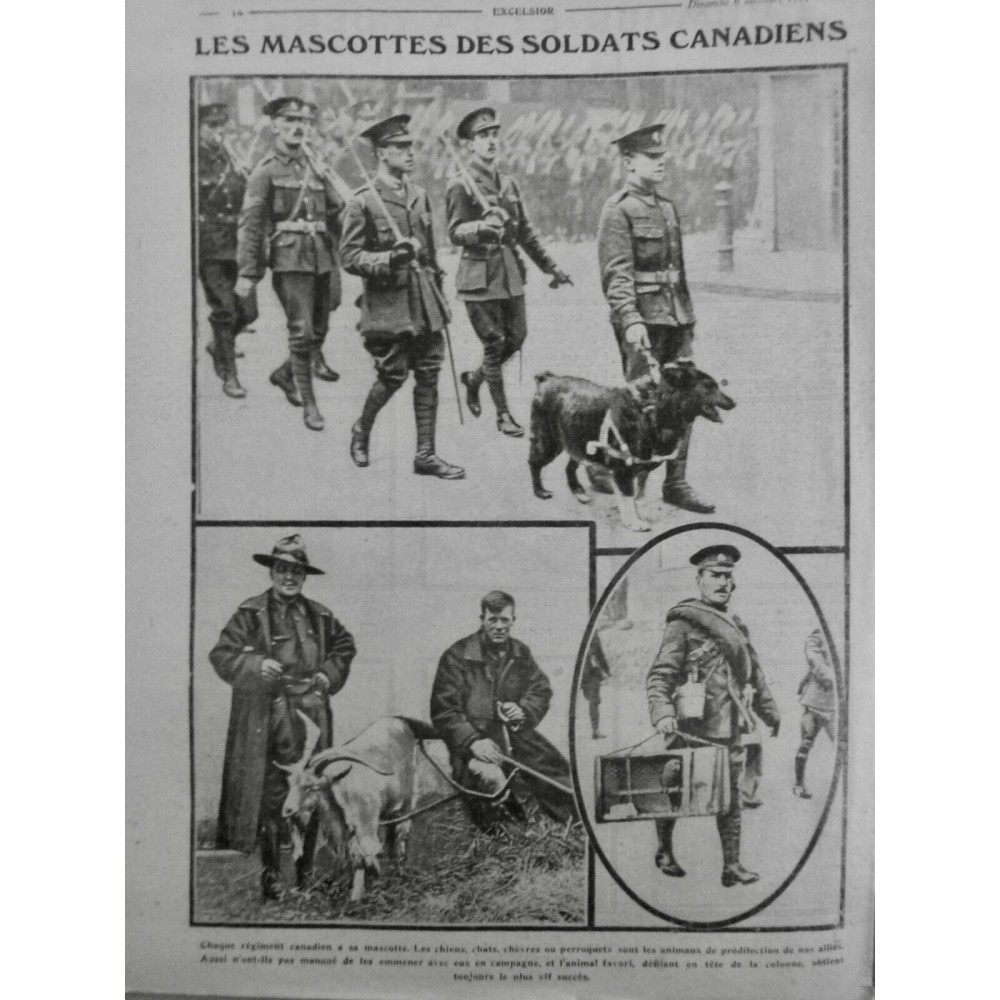 1914 E MASCOTTE SOLDAT CANADIEN CHAT CHIEN FAVORI CHEVRE PERROQUET