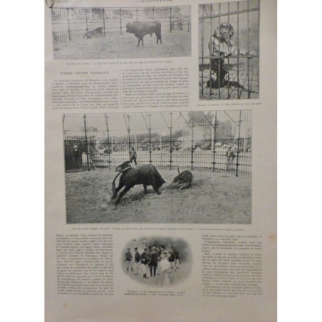 1901 I TAUREAU CONTRE LION TIGRE ELEPHANT CAGE COMBAT DUEL ISSUE CORNE ATTAQUE