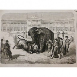 1865 MI TAUREAU CONTRE LION TIGRE ELEPHANT CIRQUE MADRID COMBAT ELEPHANT