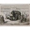 1865 MI TAUREAU CONTRE LION TIGRE ELEPHANT CIRQUE MADRID COMBAT ELEPHANT