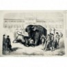 1865 MI CIRQUE MADRID COMBAT TAUREAU ELEPHANT CROQUIS DORE