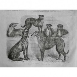 1881 82 83 MI LEVRIER D ECOSSE CHIEN COURSE RACE CANINE VITESSE