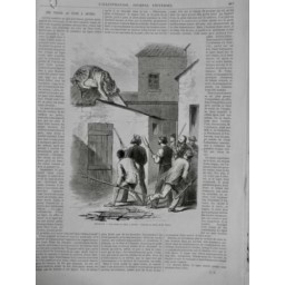 1868 I CIRQUE BELGIQUE CHASSE TIGRE FUITE ANVERS FOURCHE