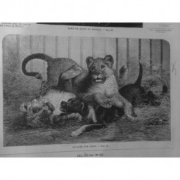 1858 UI CIRQUE CAGE LION LIONCEAU JEU CHIEN PAILLE JOUEUR