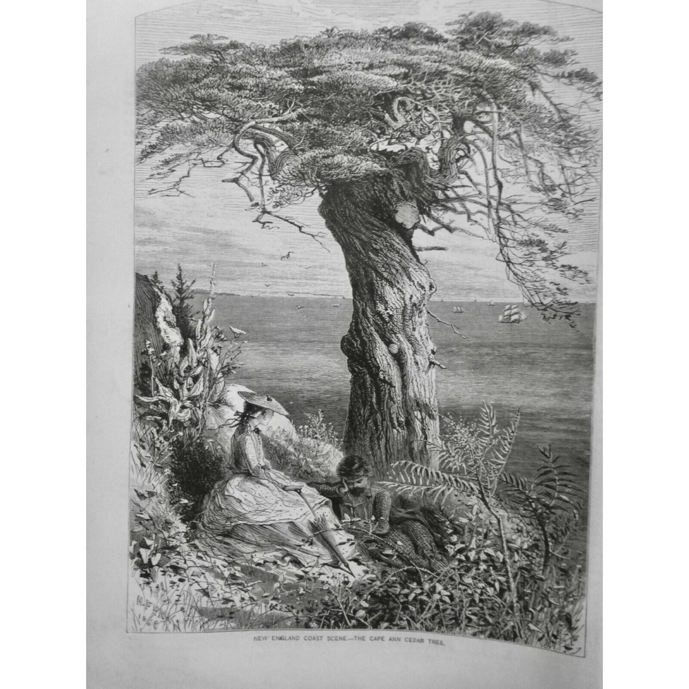 1869 AJ NOUVELLE ANGLETERRE CÔTE ARBRE CÈDRE CAP ANN