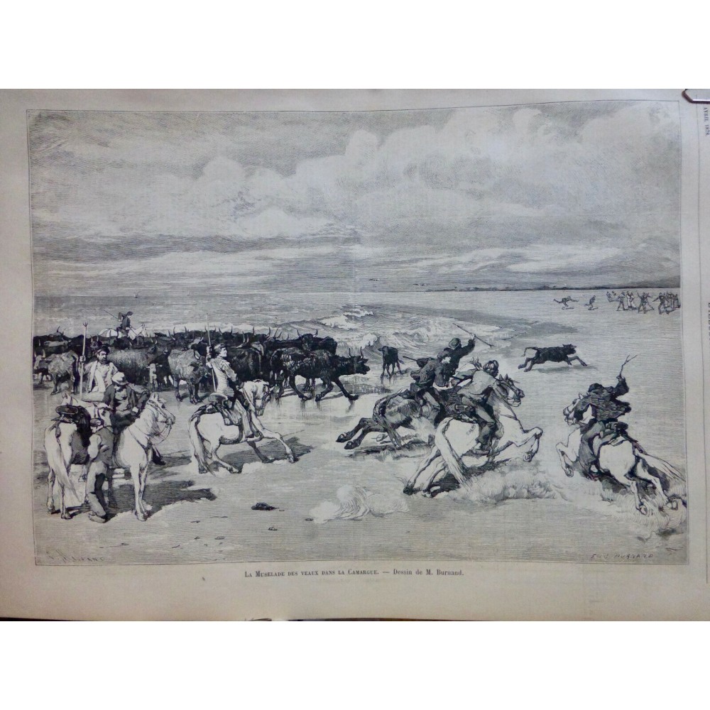 1878 I CAMARGUE TROUPEAU TAUEAU MUSELAGE VEAU COURSE CHEVAUX CAVALIER BURNAND