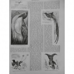 1873 OISEAUX PARADIS PLUMAGE VELOUR COULEUR BEC PASSEREAU WALLACE 3 JOURNAUX