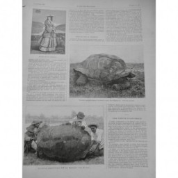 1873 TORTUE MER CAPTURE CUISINIER COMBAT ORIENT ILE EGMONT GEANTE 3 JOURNAUX