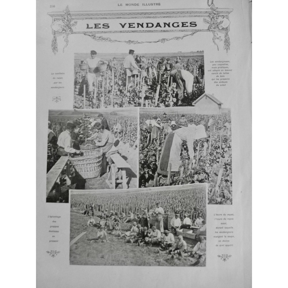 1908 MI VENDANGE VIN CUEILLETTE RAISIN EPLUCHAGE GRAPPE PRESSOIR REPAS