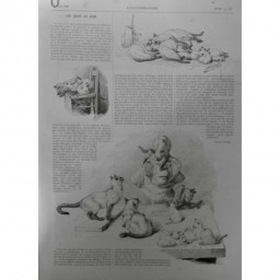 1895 I CHAT SIAM SERVICE ANTIRABIQUE MORSURE LEPINE RACE FELINE PURE PORTRAIT