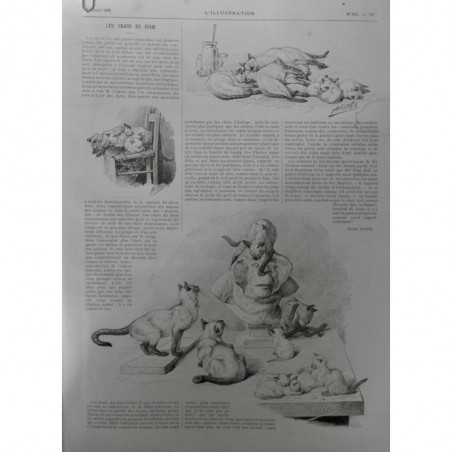 1895 I CHAT SIAM SERVICE ANTIRABIQUE MORSURE LEPINE RACE FELINE PURE PORTRAIT