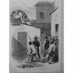 1868 I BELGIQUE CHASSE TIGRE CHASSEUR ANVERS TOIT DESSIN VERLAT