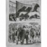 1869 MI CIRQUE ANIMAUX PARIS DOMPTEUR LUCAS ATTAQUÉ DEVORÉ LIONS CAGE