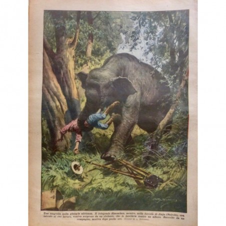 1928 DC AFRIQUE JUNGLE ELEPHANT ATTAQUE MORTELLE PHOTOGRAPHE